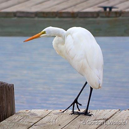 Tiptoing Egret_29352.jpg - Great Egret (Ardea alba) photographed along the Gulf coast near Port Lavaca, Texas, USA.